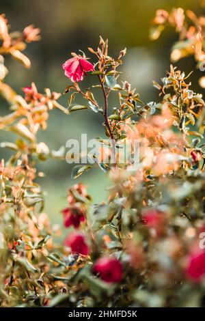 Rosier rose foncé avec bokeh crémeux Banque D'Images