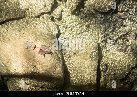 Feuilles sèches au fond d'une rivière à Pinal de Atrous Banque D'Images