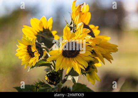 Tournesols sauvages par une journée ensoleillée au début de l'automne Banque D'Images