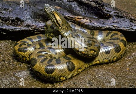 Anaconda (Eunectes murinus), Brésil Banque D'Images