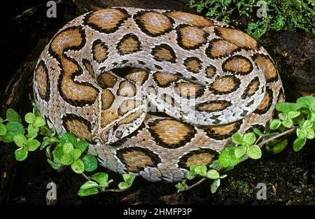 Viper de Russell (Daboia russelii), Inde Banque D'Images