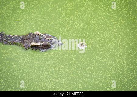 Tête de crocodile flottant sur le fond de l'eau Banque D'Images