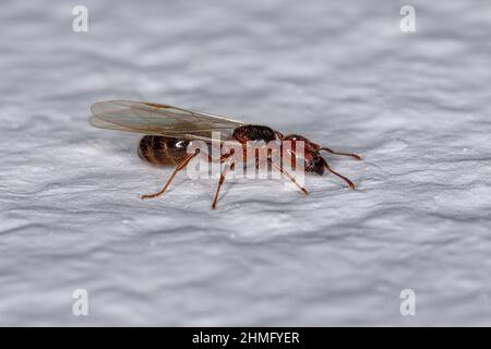 Adulte femelle à tête large Ant Queen du genre Pheidole Banque D'Images