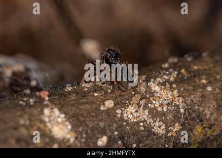 Petite araignée noire de la sous-famille des salticinae Banque D'Images