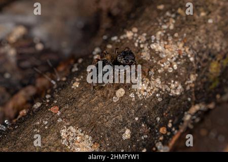 Petite araignée noire de la sous-famille des salticinae Banque D'Images