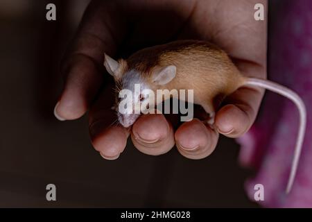 Petite souris de la maison de l'espèce Mus musculus Banque D'Images