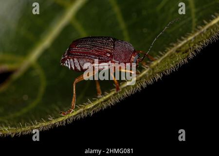 Beetle à feuilles case adulte de la sous-famille des Cryptocephalinae Banque D'Images
