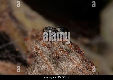 Petite araignée noire de la sous-famille des salticinae Banque D'Images