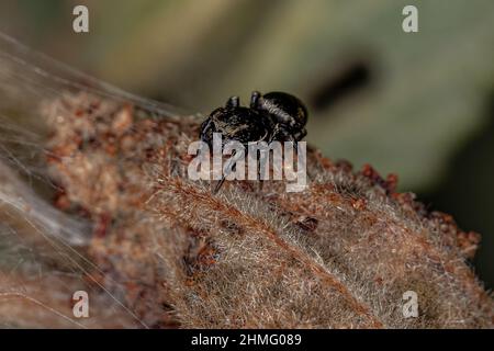 Petite araignée noire de la sous-famille des salticinae Banque D'Images