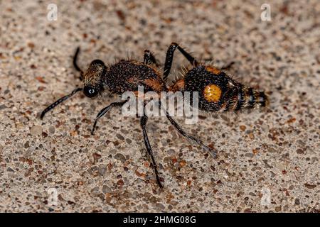 Adulte Velvet Ant du genre Traumatomutilla Banque D'Images