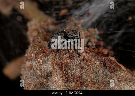 Petite araignée noire de la sous-famille des salticinae Banque D'Images