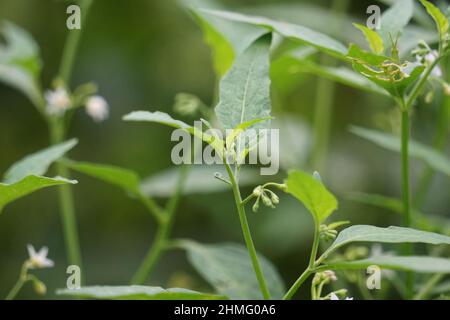 Solanum nigrum (abat-jour noir, ranti, lenca, blackberry, abat-jour noir européen) avec fond naturel. L'usine a une histoire o Banque D'Images