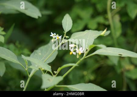 Solanum nigrum (abat-jour noir, ranti, lenca, blackberry, abat-jour noir européen) avec fond naturel. L'usine a une histoire o Banque D'Images