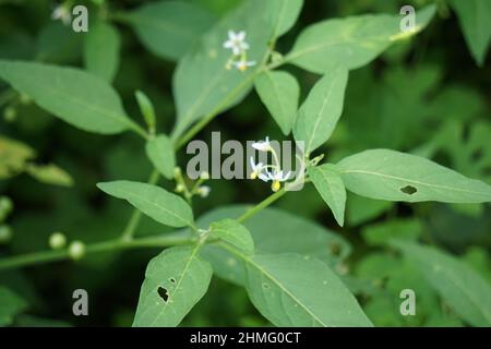 Solanum nigrum (abat-jour noir, ranti, lenca, blackberry, abat-jour noir européen) avec fond naturel. L'usine a une histoire o Banque D'Images