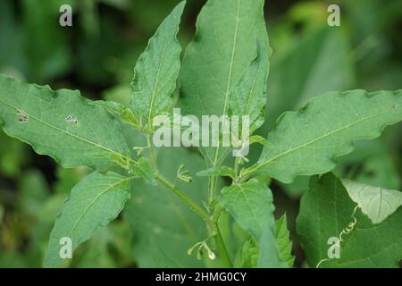 Solanum nigrum (abat-jour noir, ranti, lenca, blackberry, abat-jour noir européen) avec fond naturel. L'usine a une histoire o Banque D'Images