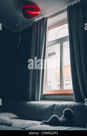 Photo verticale d'un chat écossais allongé sur le canapé à la maison Banque D'Images