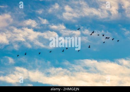 Oiseaux volants en formation sur ciel bleu avec nuages. Banque D'Images