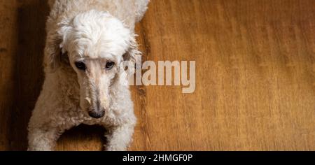 Le chien repose sur le sol et regarde la caméra. Grand coolé royal. Bannière, place pour le texte. Banque D'Images