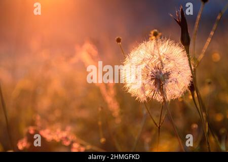 Pissenlit dans la prairie au coucher du soleil. Banque D'Images
