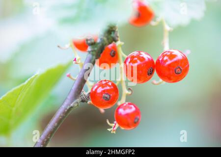 Groseilles rouges mûres dans le jardin. Banque D'Images