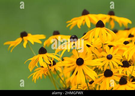 Lit fleuri de la Rudbeckia. Banque D'Images