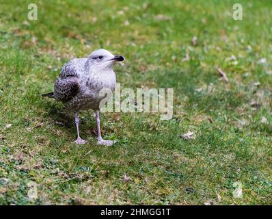 Un bébé mouette semble préférer un jardin de campagne à la côte. Banque D'Images