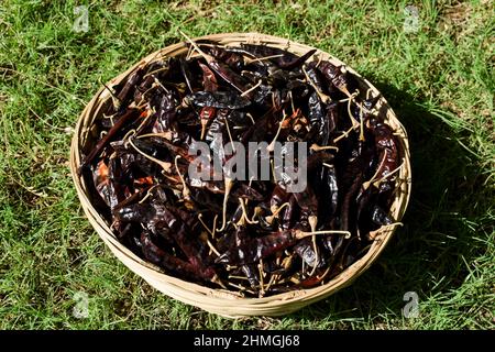 Piments rouges séchés séchés au soleil dans un panier en bambou. Épices indiennes variété de rouge chilly pour le tadka, rouge maroon couleur de superposition Banque D'Images