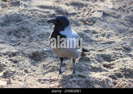 Un corbeau sur beige souterrain Banque D'Images