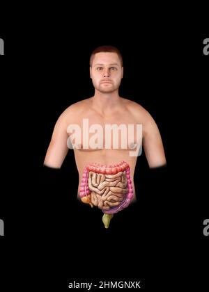 Gros et petit intestin isolé sur le blanc. Anatomie du système digestif humain. Tractus gastro-intestinal. 3d rendu de l'illustration, arrière-plan noir Banque D'Images