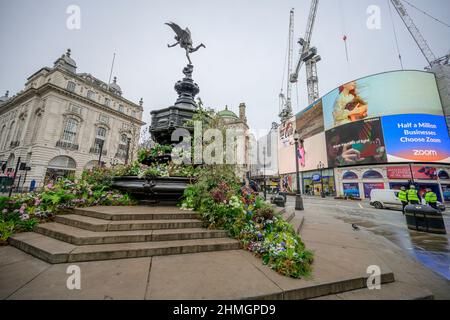 Piccadilly Circus, Londres, Royaume-Uni. 10 février 2022. Inspiré par la série de la BBC The Green Planet, la statue d'Eros de Piccadilly Circus est plantée de fleurs sauvages indigènes britanniques pour encourager tout le monde à planter ces annuelles et vivaces colorées. Crédit : Malcolm Park/Alay Live News. Banque D'Images