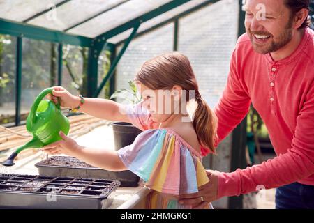 Fille aidant le père à l'eau des semences dans des plateaux poussant dans la serre à la maison Banque D'Images