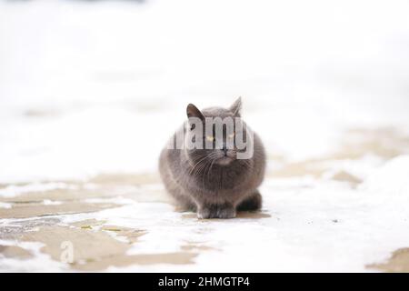 Le grand chat britannique gris est assis sur un trottoir enneigé en hiver. Banque D'Images