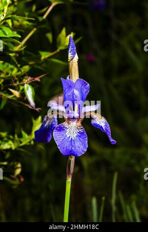 Une tête de fleur bleue Iris sibirica « Tropic Night », en gros plan dans un jardin de printemps du nord de Londres, Londres, Royaume-Uni Banque D'Images