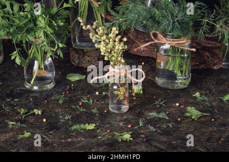 Des petits pains d'herbes vertes fraîches bio de jardin se tiennent dans des pots sur une table sur un fond sombre. Alimentation saine, régime alimentaire, concept végétarisme. Banque D'Images