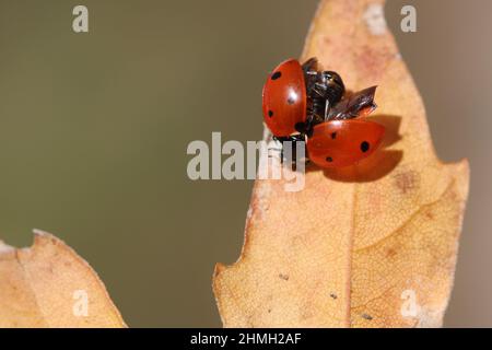 Coccinelle sur une feuille sèche au printemps. une coccinelle ou une coccinelle essayant de s'envoler Banque D'Images