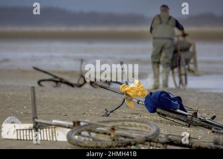 Pêche à pied, coques, hérons, baie de somme, vélo, moteur, Banque D'Images