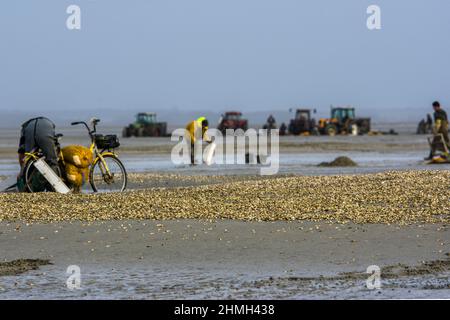 Pêche à pied, coques, hérons, baie de somme, vélo, moteur, Banque D'Images