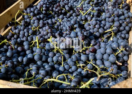 Du dessus du cadre plein des grappes de raisin noir dans une caisse en bois pendant la récolte en plein soleil Banque D'Images