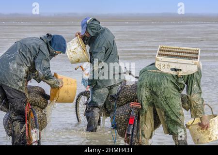 Pêche à pied, coques, hérons, baie de somme, vélo, moteur, Banque D'Images