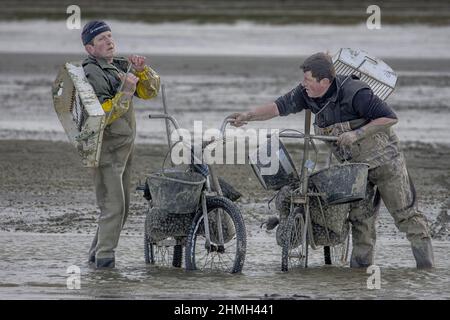 Pêche à pied, coques, hérons, baie de somme, vélo, moteur, Banque D'Images