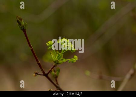 Lilas au printemps avec des boutons de fleurs vertes fraîches, faible profondeur de champ, beau bokeh doux Banque D'Images