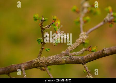 Les premières feuilles vertes apparaissent sur un jeune arbre au printemps, faible profondeur de champ, beau bokeh mou Banque D'Images