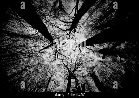 Arbres sans feuilles en hiver dans la forêt, noir et blanc Banque D'Images