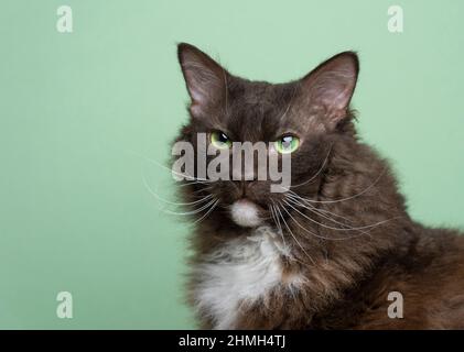 laperme de chat blanc brun avec les yeux verts portrait sur fond vert avec espace de copie Banque D'Images