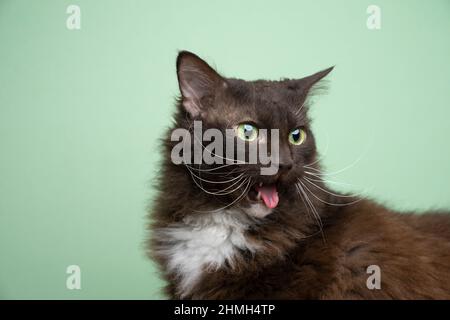 laperme blanc brun chat avec les yeux verts semble dégoûté ou déplu en collant hors de la langue portrait sur fond vert Banque D'Images