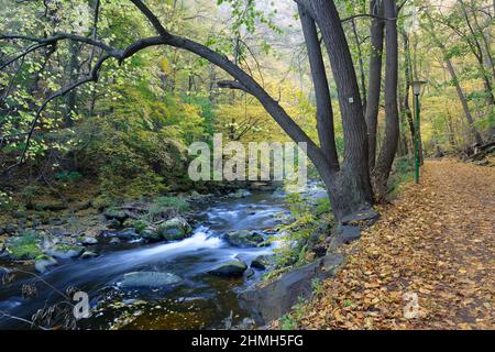 Rivière Bode dans le Bodetal près de Thale, Harz, Saxe-Anhalt, Allemagne Banque D'Images