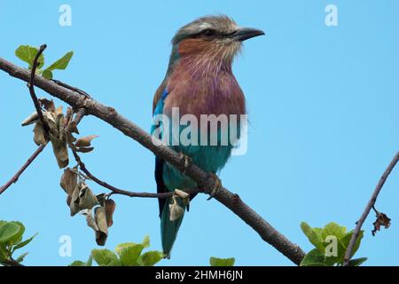 Lilac-breasted roller (Coracias caudatus) Banque D'Images