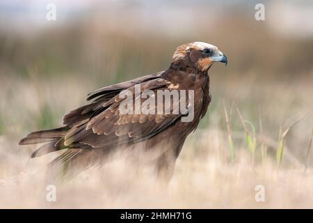 WESTERN Marsh harrier, Circus aeruginosus, femme Banque D'Images