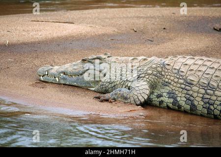 Crocodile du Nil couché au soleil sur le banc de sable du fleuve dans le parc national Kruger en Afrique du Sud Banque D'Images