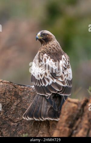 Aigle à bottes, Hieraaetus pennatus Banque D'Images